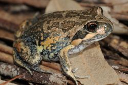 136-Limnodynastes dumerilii